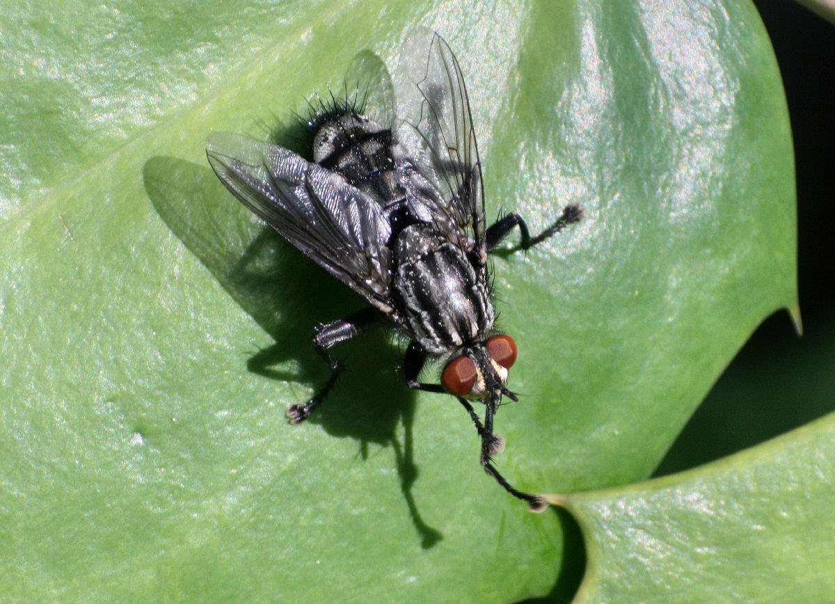 Sarcophaga sp. femmina ?